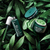 Imagen de Aceite Facial Calmante Peter Thomas Roth® Green Releaf, 30 fl. oz.