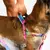 Zee.dog Melted Walker Harness en internet