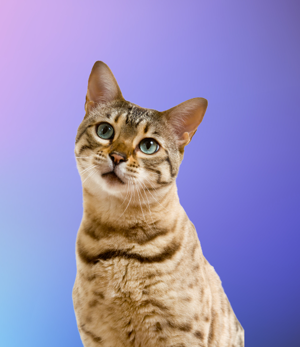 GATOS