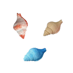 Molde de Silicona Caracol de Mar - Ideal Resina, Yeso, etc. en internet