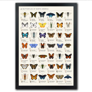 Poster Quadro Coleções Tipos de Borboletas - comprar online