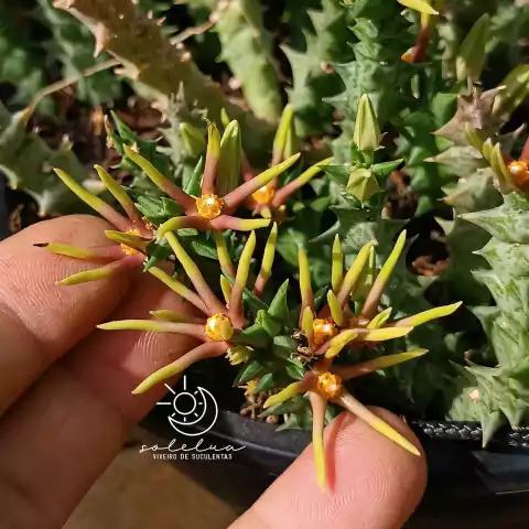 Orbea wissmannii ver eremastrum