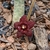 Stapelia similis - comprar online