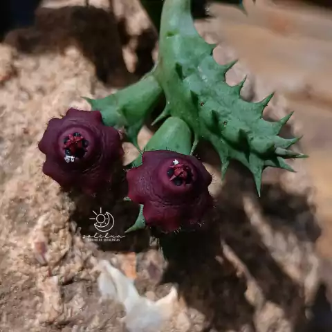 Ballyanthus progmathus