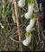 Ceropegia ampliata