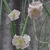 Cynanchum insignes