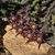 Duvalia immaculata