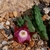 Duvalia pillansii