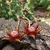 Duvalia somalensis