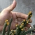 Echidnopsis cereiformis (amarelo)