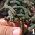 Echidnopsis sharpeii