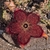 Edithcolea grandis (vermelho)