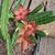 Stapelia asterias (laranja) - comprar online