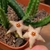 Stapelia divaricata x Stapelia paniculata ssp scitula