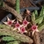 Huernia procumbens x Huernia conccina na internet