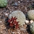 Pseudolithos migiurtinus - comprar online