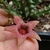 Huertromo 'kerita'