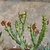 Caralluma socotrana x Frerea indica na internet