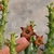Caralluma socotrana x Frerea indica - comprar online