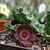Stapelianthuervalia 'midnigth' na internet