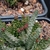 Pseudolithos mccoyi