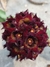 Caralluma speciosa x Caralluma hexagona