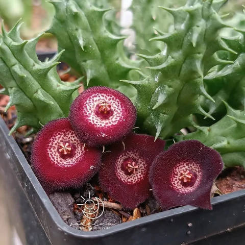 Huervalia 'flake eye'