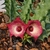 Huernia 'blood eye'