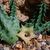 Huernia namaquesis