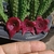 Huernia keniensis x Stapelia nudiflora - comprar online