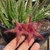 Stapelia hirsuta x Orbea lutea ssp vaga - comprar online