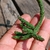 Echidnopsis oviflora