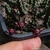 Duvalia elegans