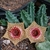 Huernia 'leopard'