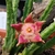 Stapelia divaricata pink