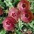 Stapelianthuervalia 'rose gold' - comprar online