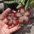 Edithcolea grandis, Somalia 'red love' - comprar online
