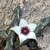 Stapelianthus arenarius