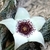 Stapelianthus arenarius - comprar online
