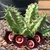 Huernia oculata - comprar online