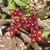 Frerea indica