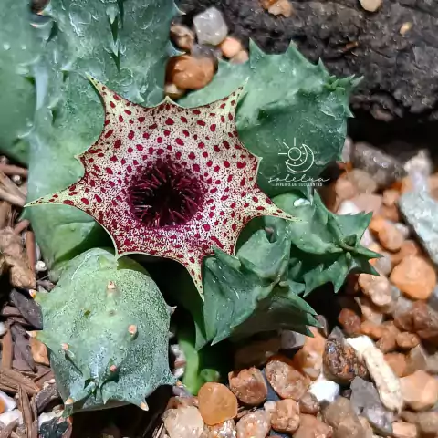Huernia barbata ssp barbata