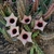 Huernia 'blood moon'