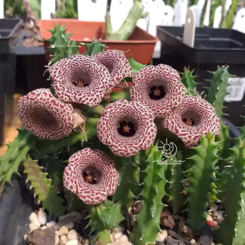 Huernia hislopii ssp hislopii cl02
