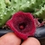 Huernia keniensis var keniensis