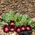 Huernia 'ocutana' cl02