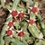 Huernia procumbens - comprar online