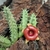 Huernia somalica - comprar online