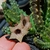 Huernia thuretii
