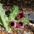 Huernia urceolata